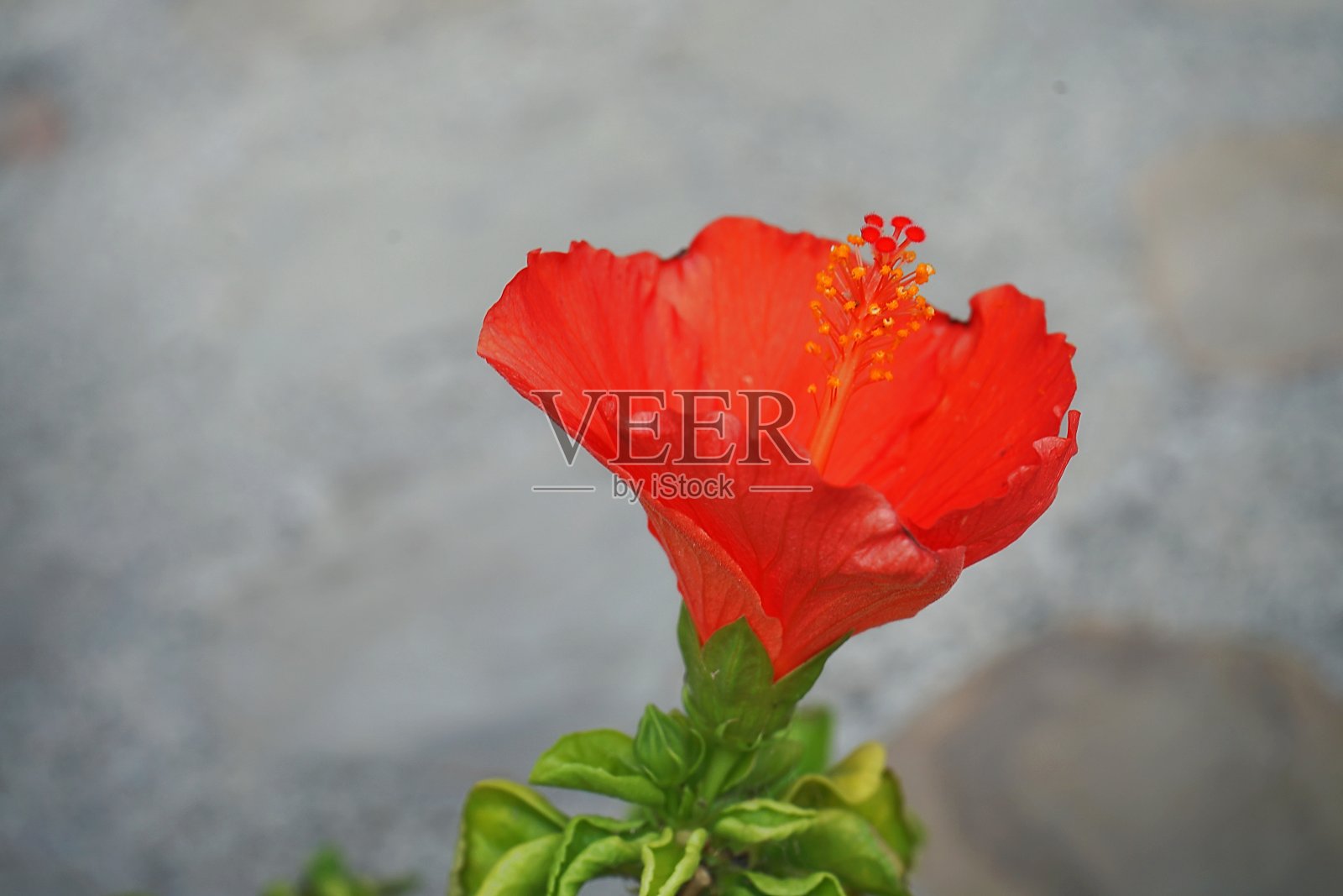 花园里的红花照片摄影图片