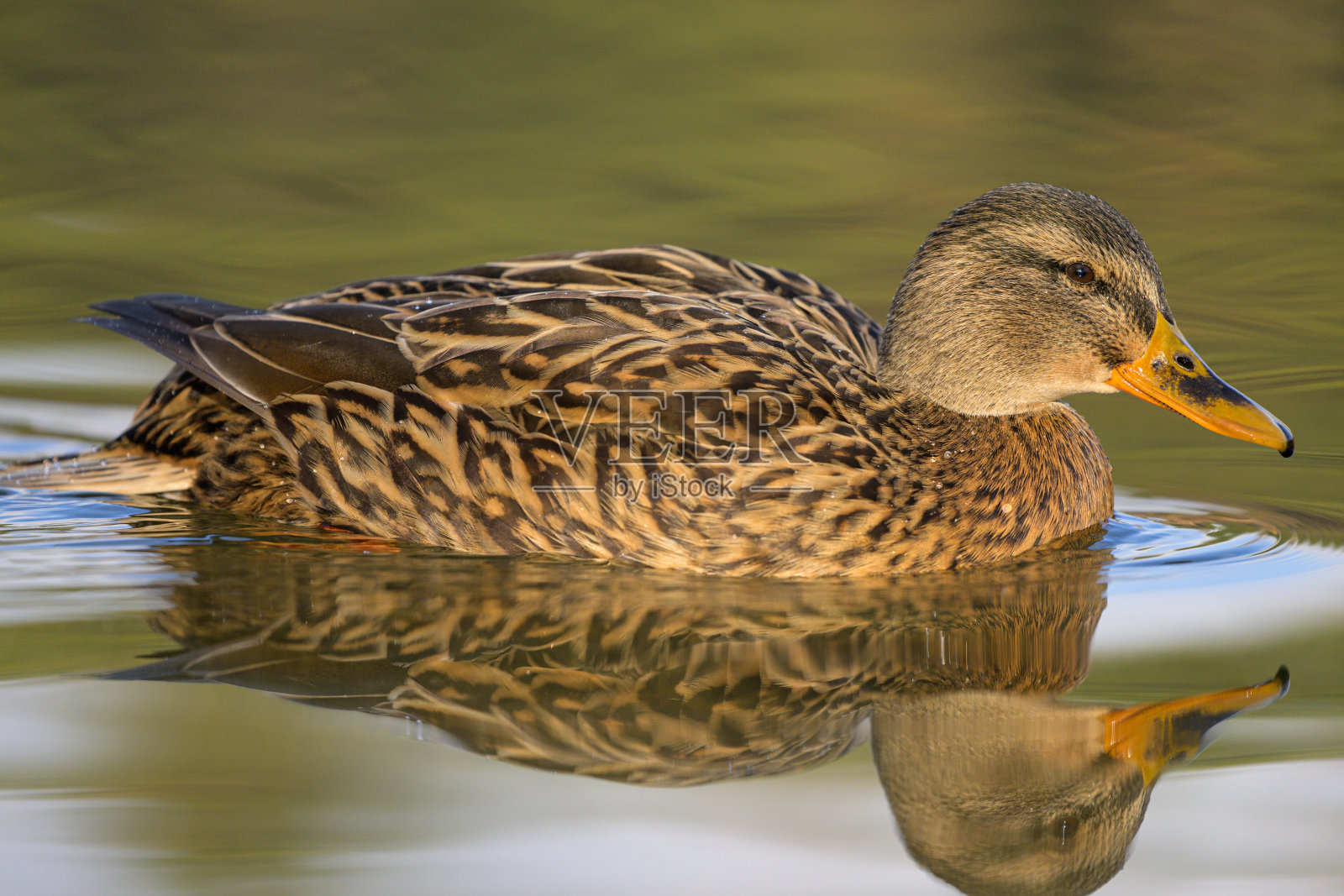 在水里游泳的雌性绿头鸭的肖像照片摄影图片