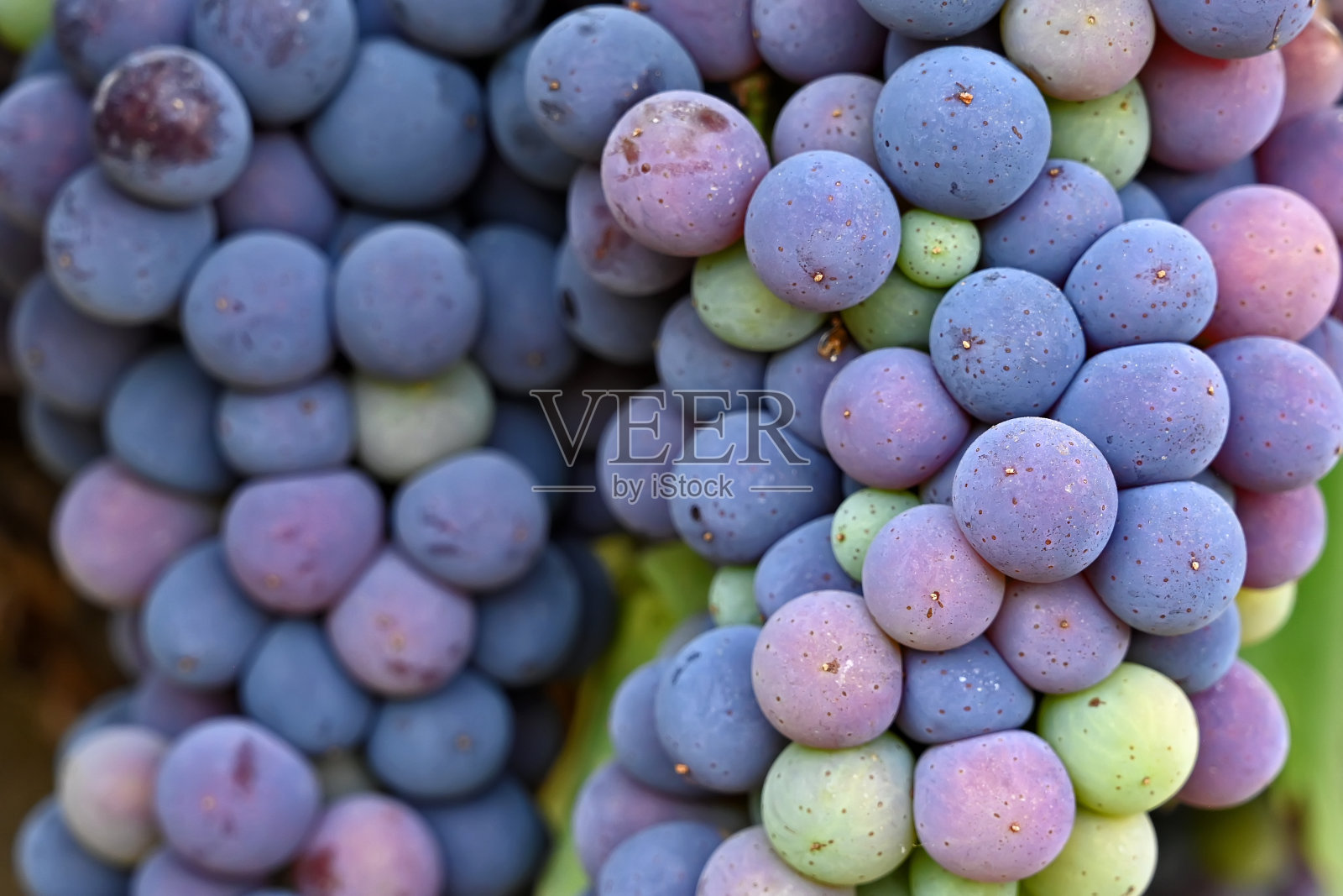 在意大利托斯卡纳的葡萄园里繁茂的葡萄酒葡萄的全帧图像照片摄影图片