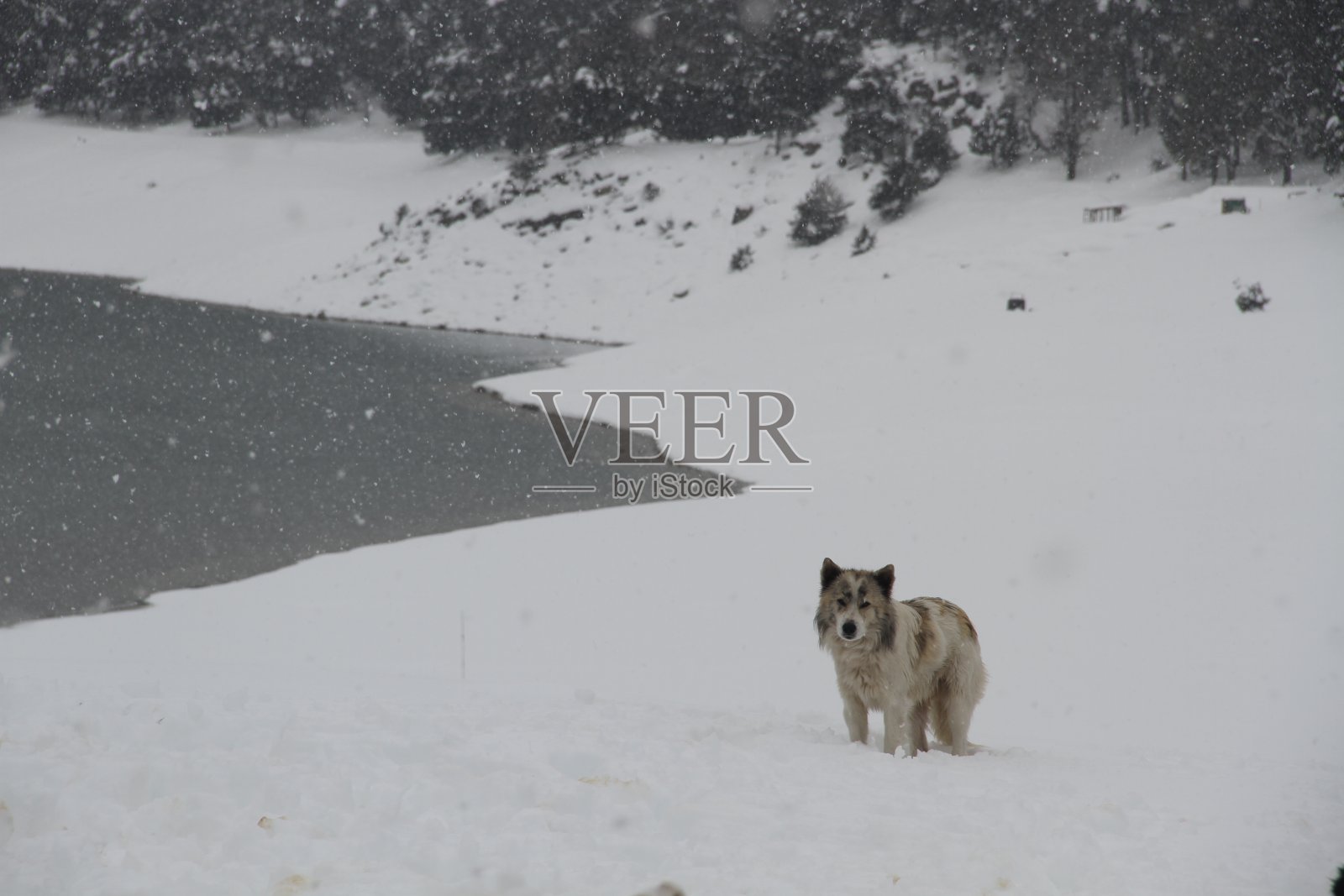 野生摩洛哥的狗照片摄影图片