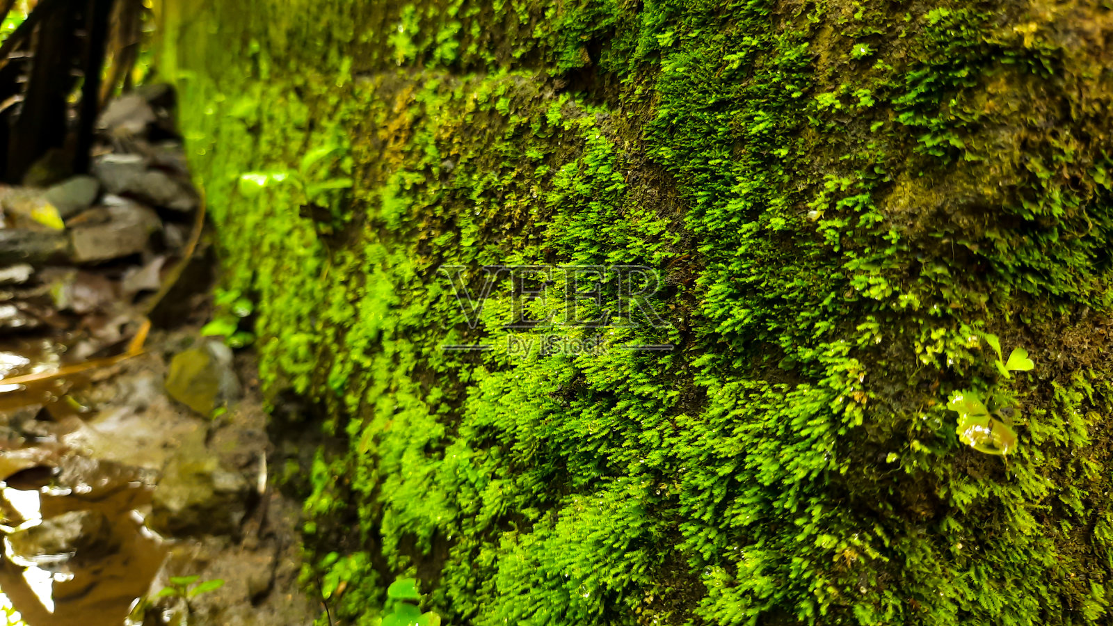 绿色的苔藓照片摄影图片