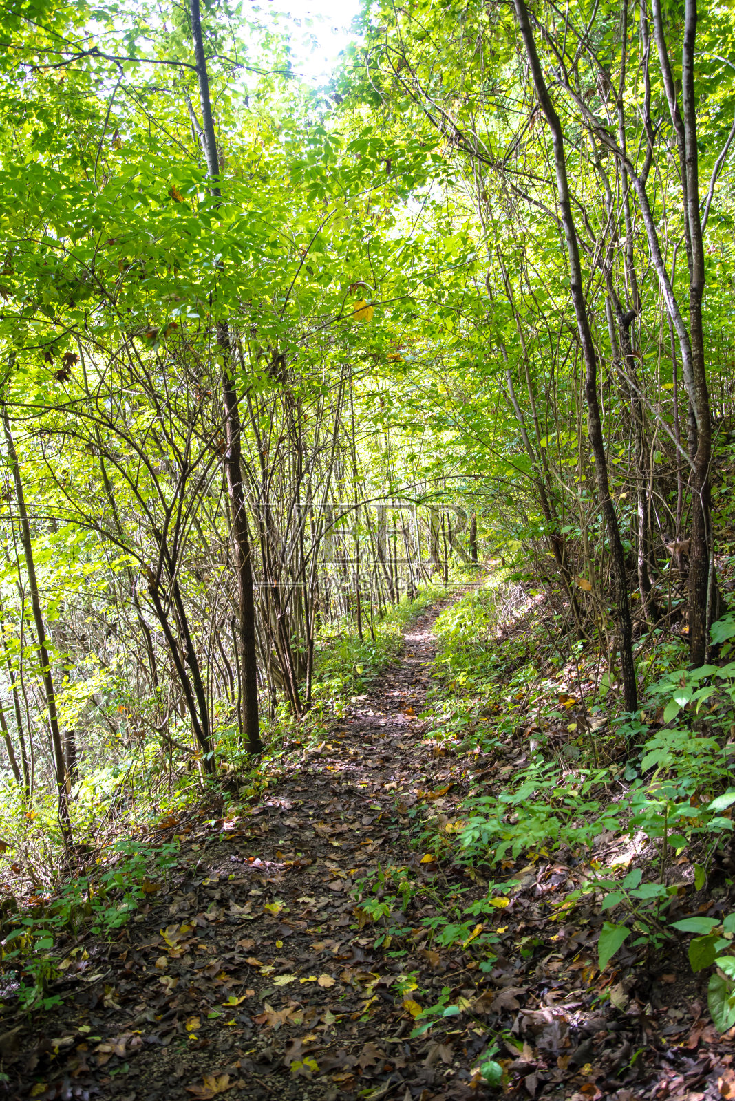 穿过森林的容易被树叶覆盖的小径照片摄影图片