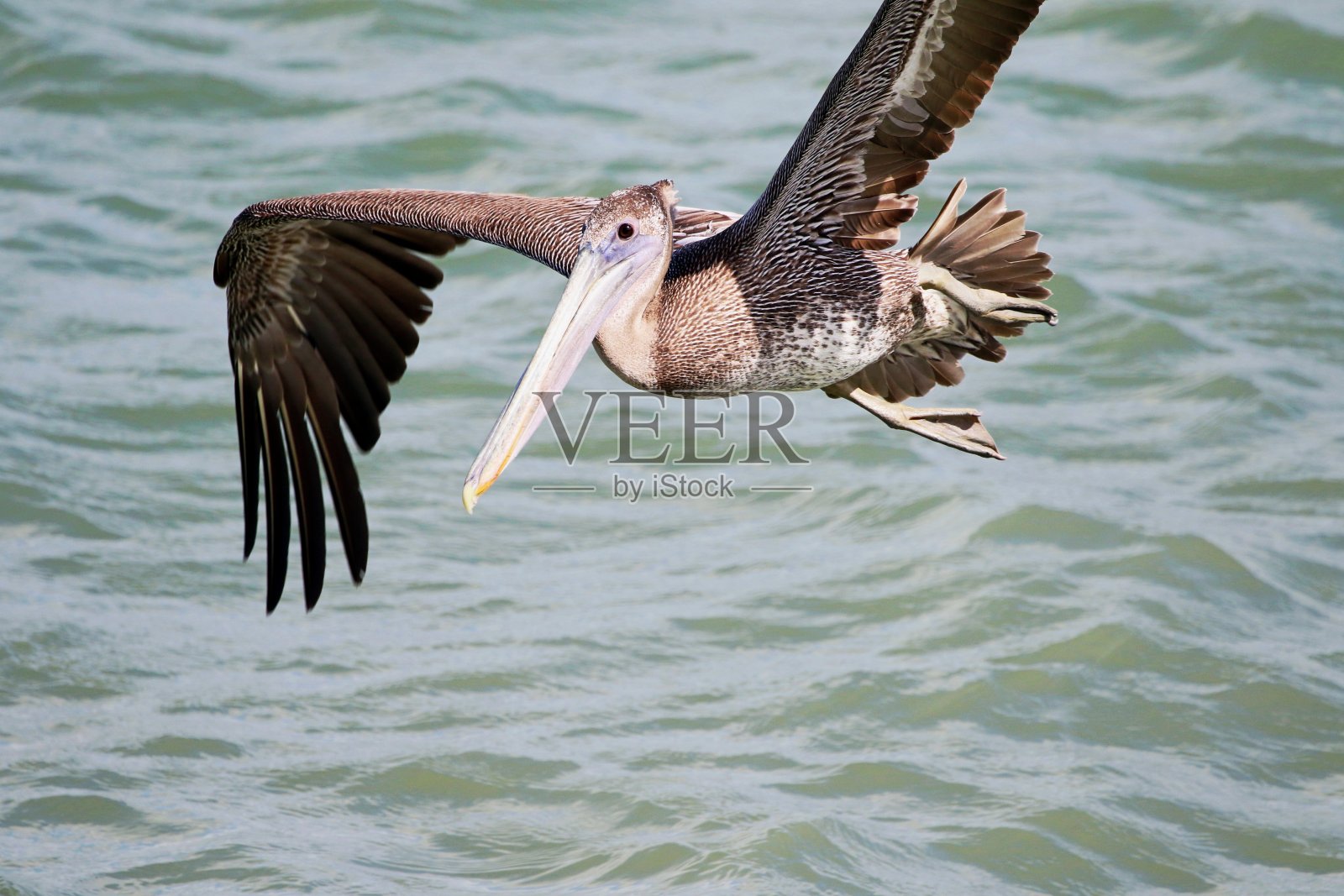飞行的鹈鹕的特写照片摄影图片