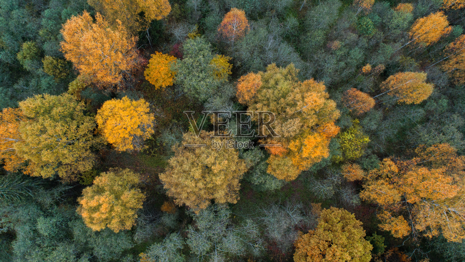 秋天的森林空中无人机视图照片摄影图片