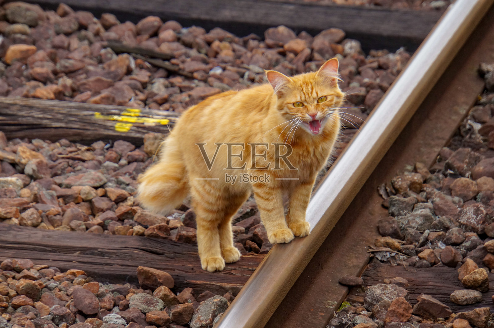 一只流浪猫在车站做相机模型照片摄影图片