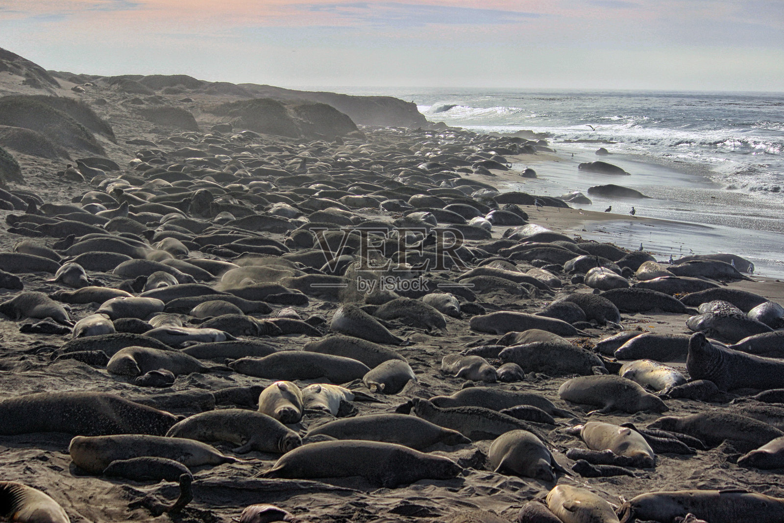 象海豹照片摄影图片
