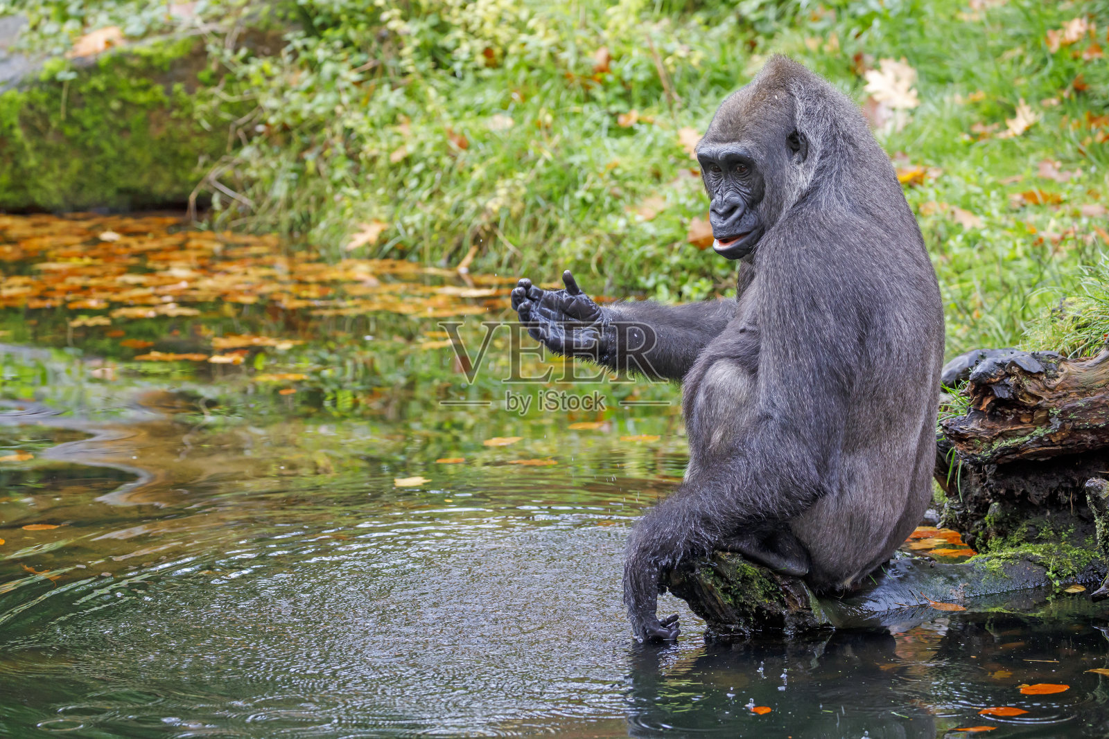 西部低地大猩猩在湖里玩水照片摄影图片