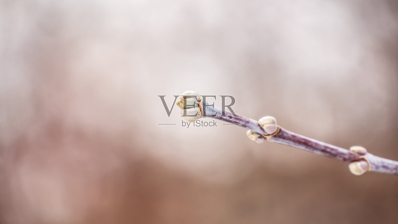 树枝上的叶芽照片摄影图片