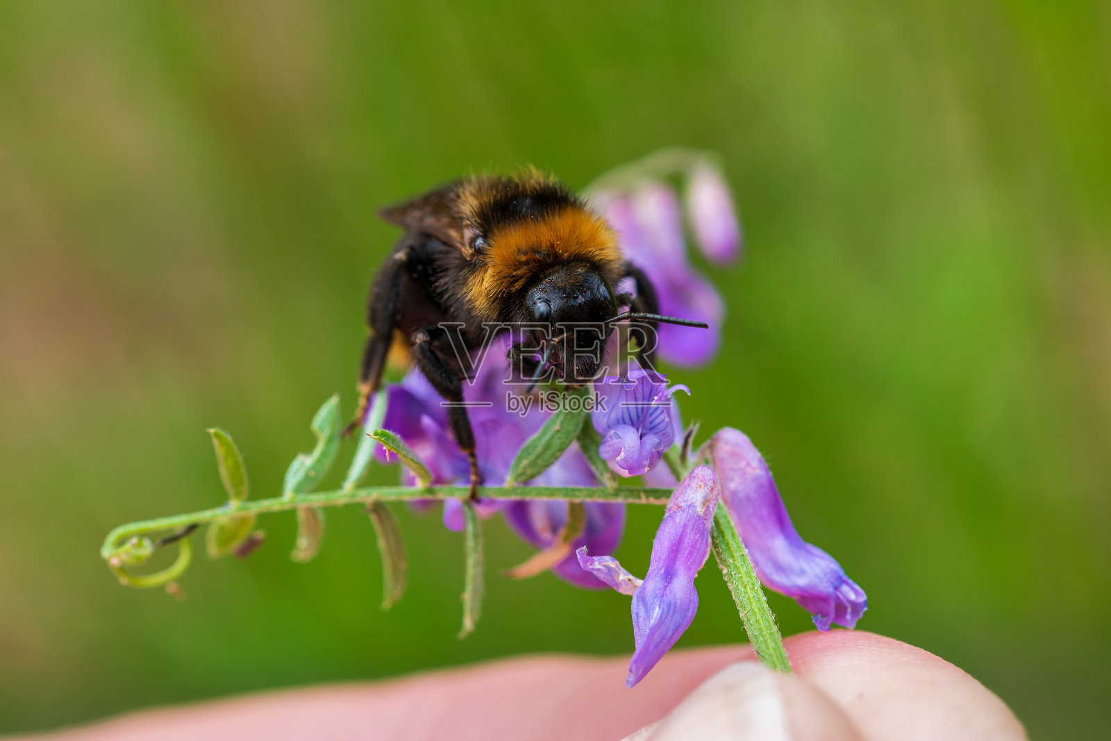 大黄蜂坐在紫色的花上照片摄影图片