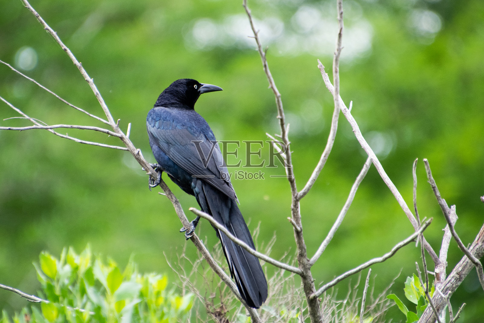 Great-tailed白头翁之类照片摄影图片