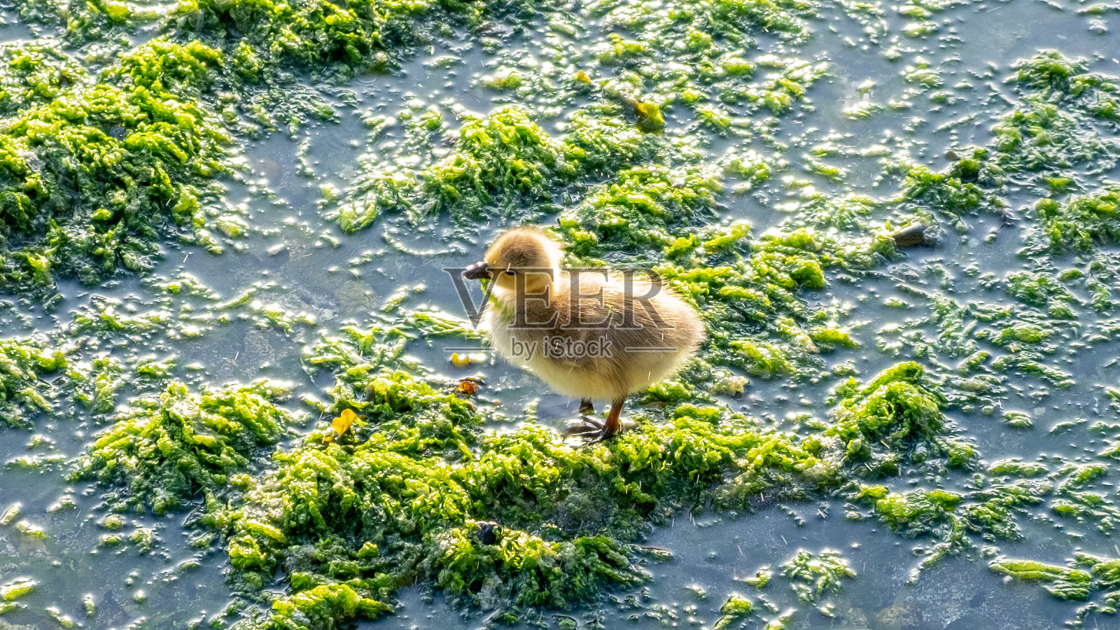 小鹅在沙滩上觅食照片摄影图片