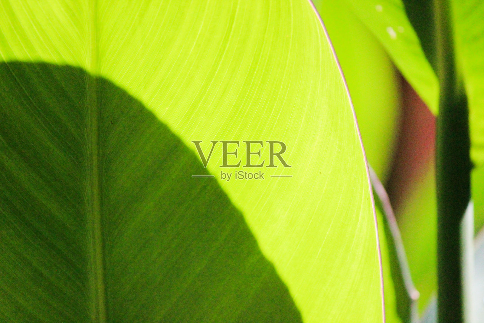 绿色的叶子照片摄影图片