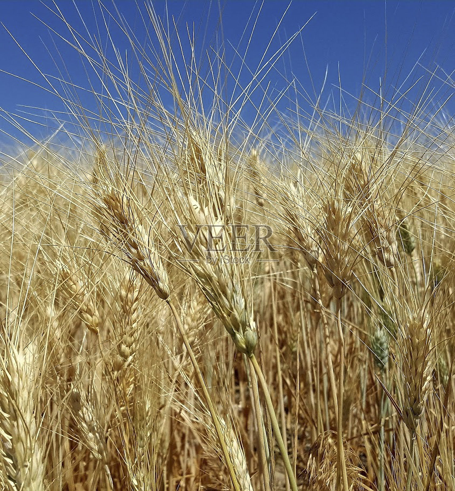 麦田近距离观察照片摄影图片