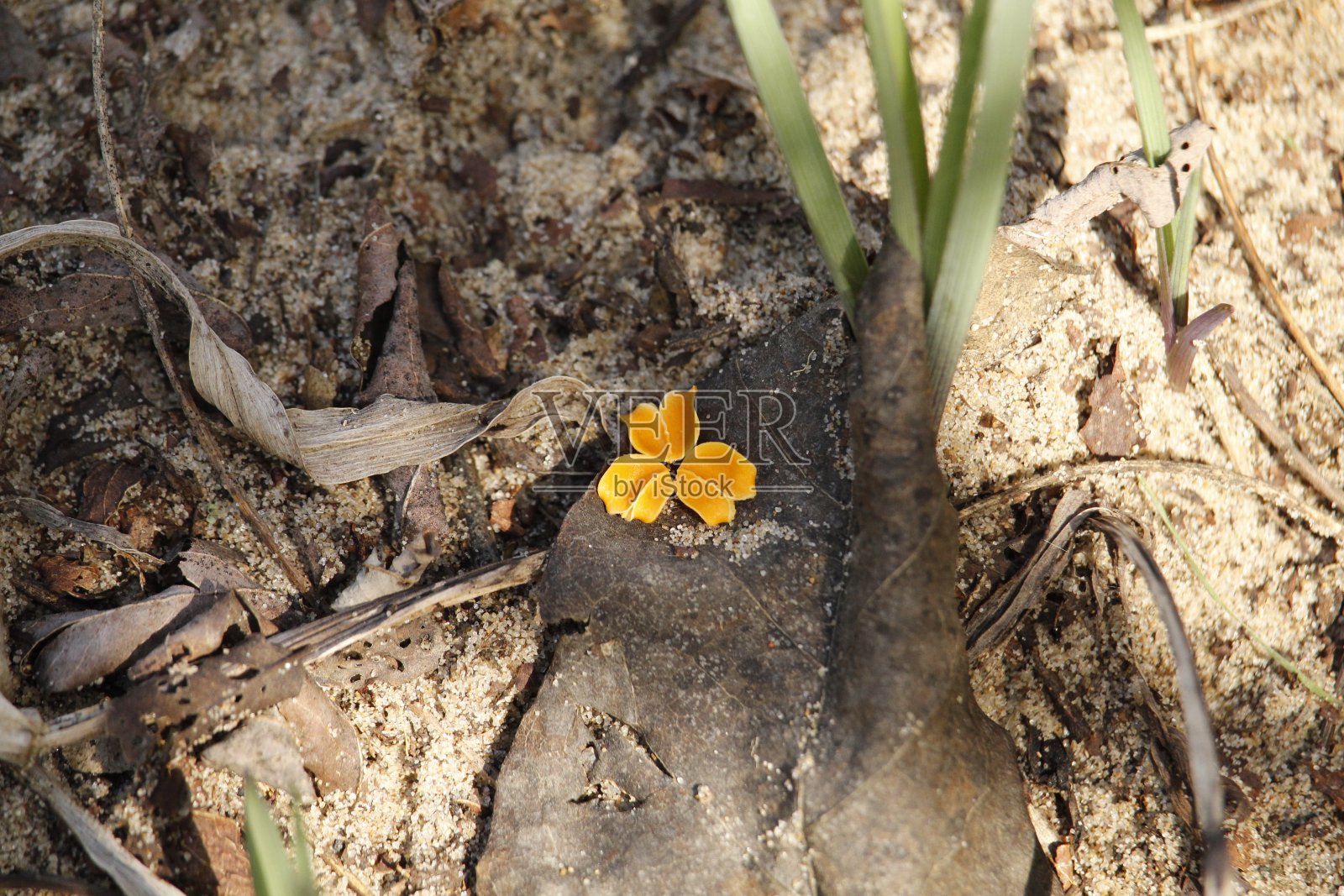 花瓣照片摄影图片