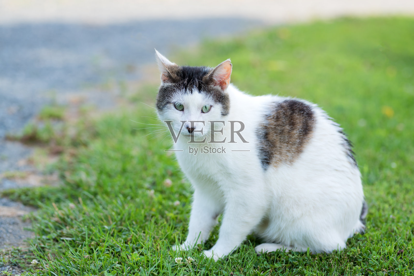 一只白色的杂种猫在草地上摆姿势照片摄影图片