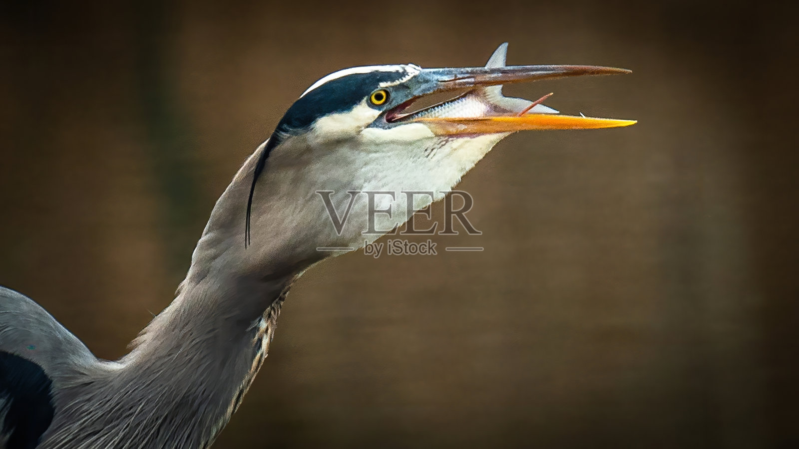大蓝鹭抓鱼照片摄影图片