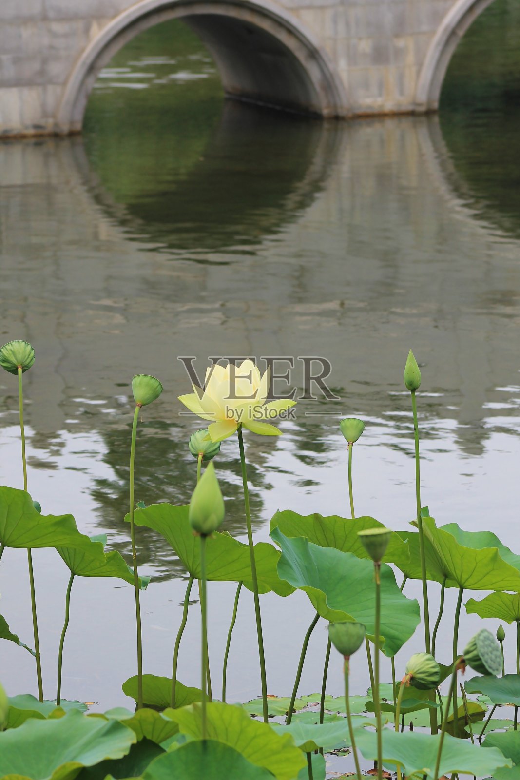 睡莲和桥的倒影照片摄影图片
