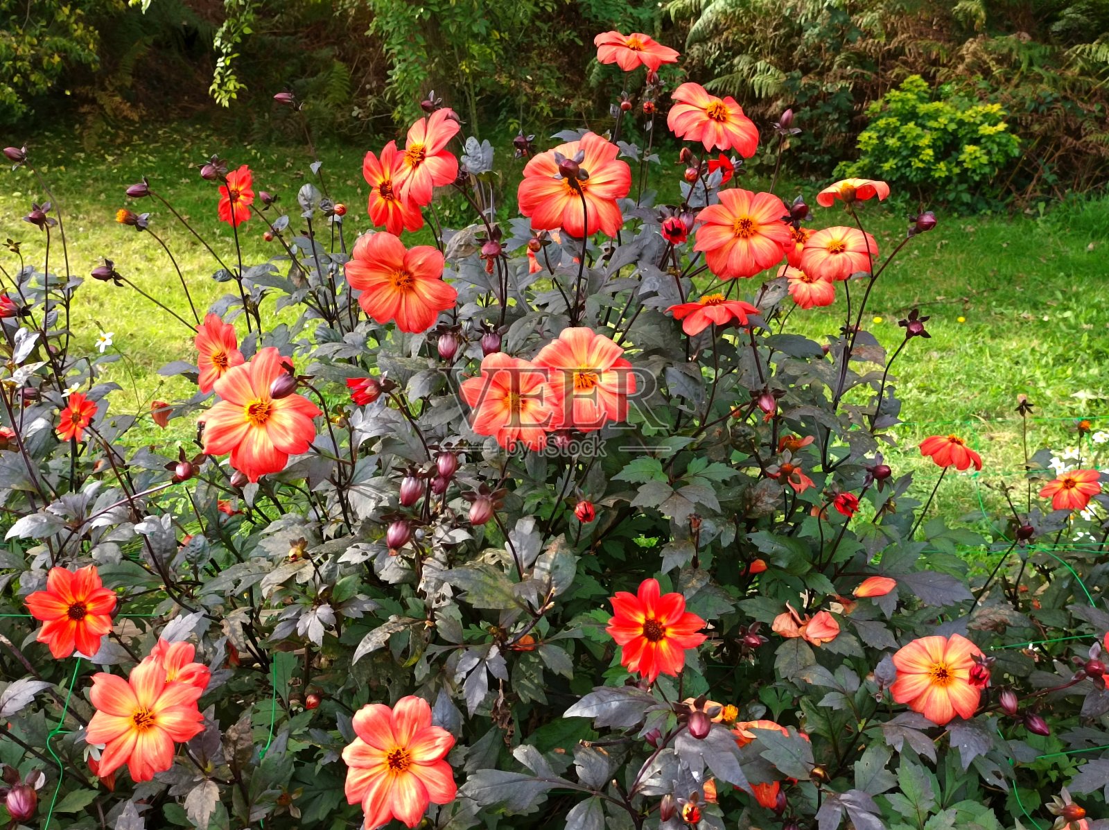 花照片摄影图片