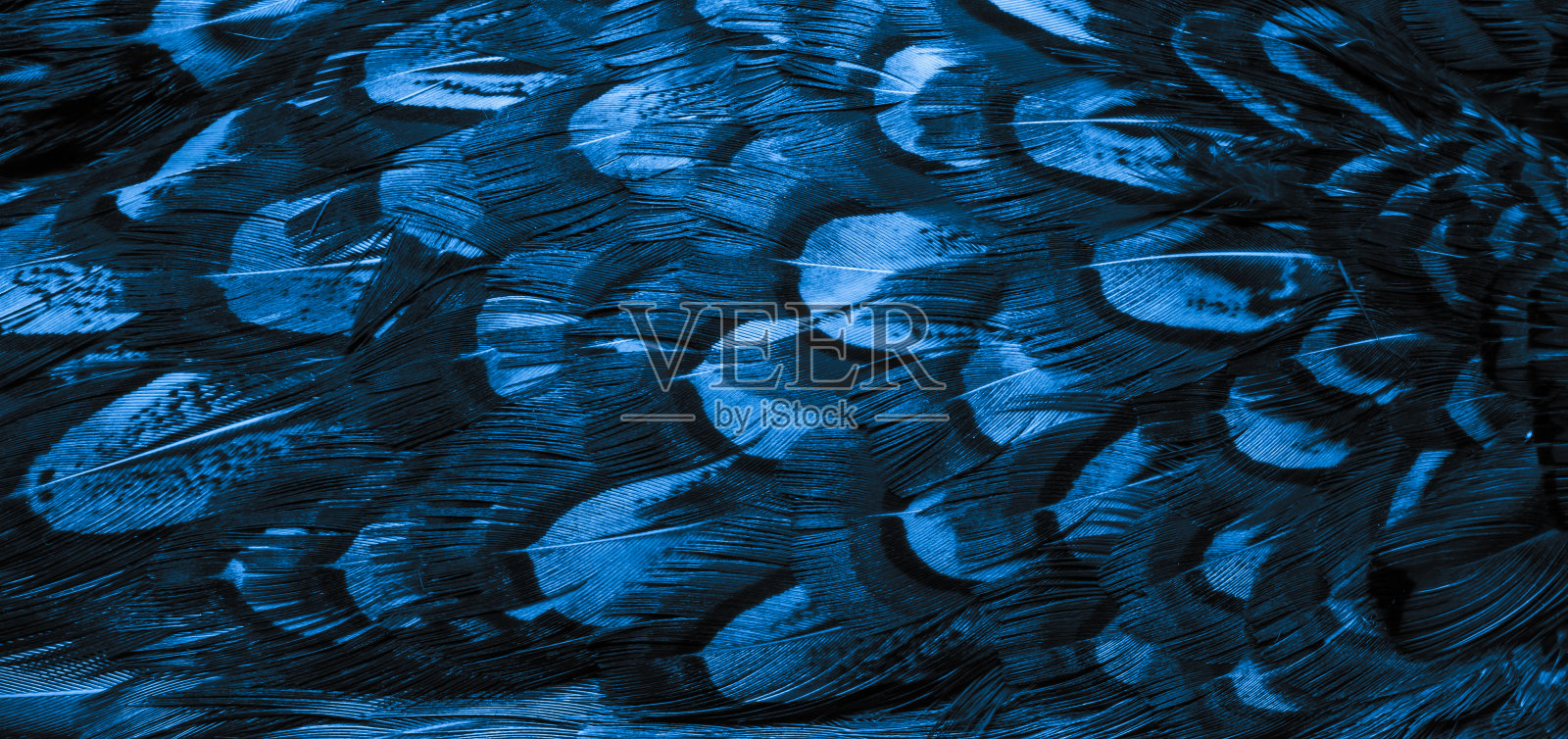 背景与鸟basant羽毛照片摄影图片