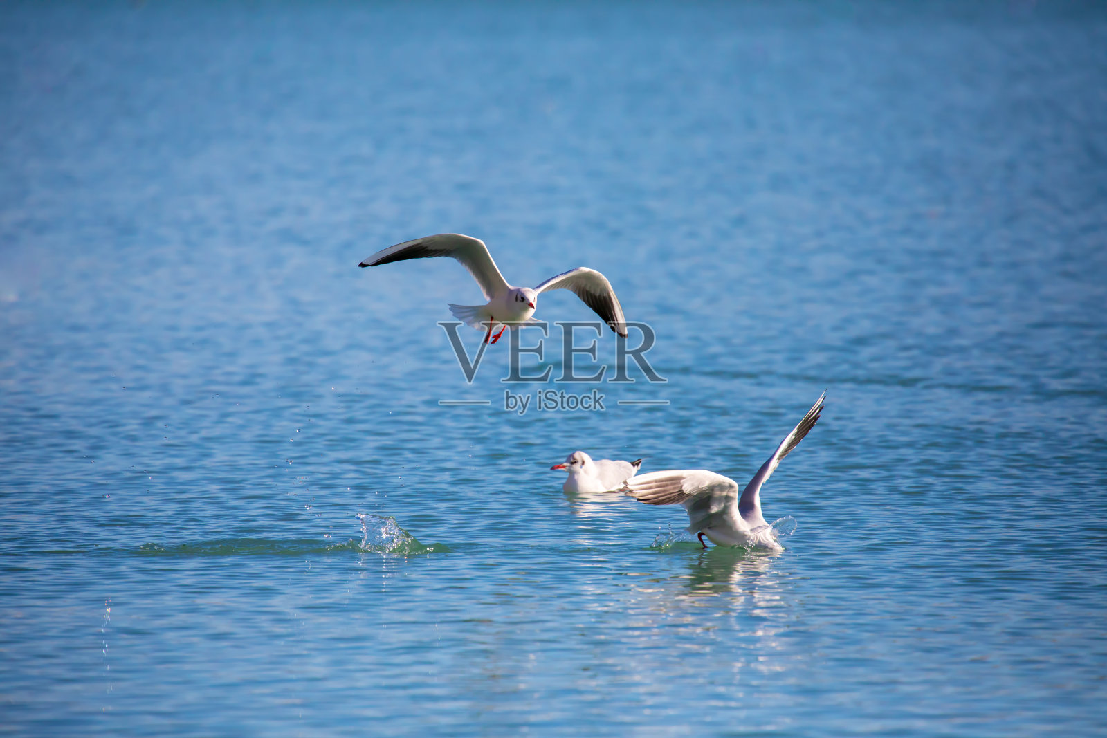 飞翔的海鸥照片摄影图片