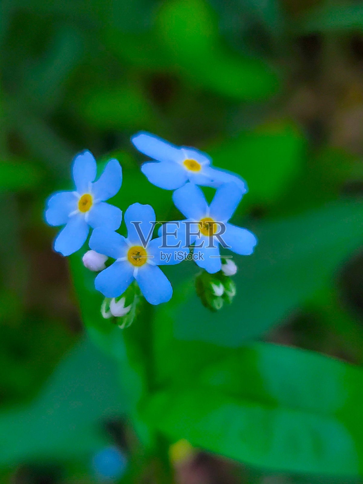 花的颜色照片摄影图片