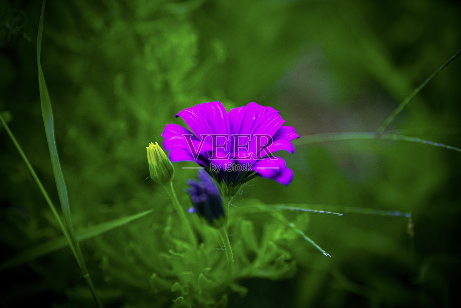 花卉背景与失焦散景照片摄影图片