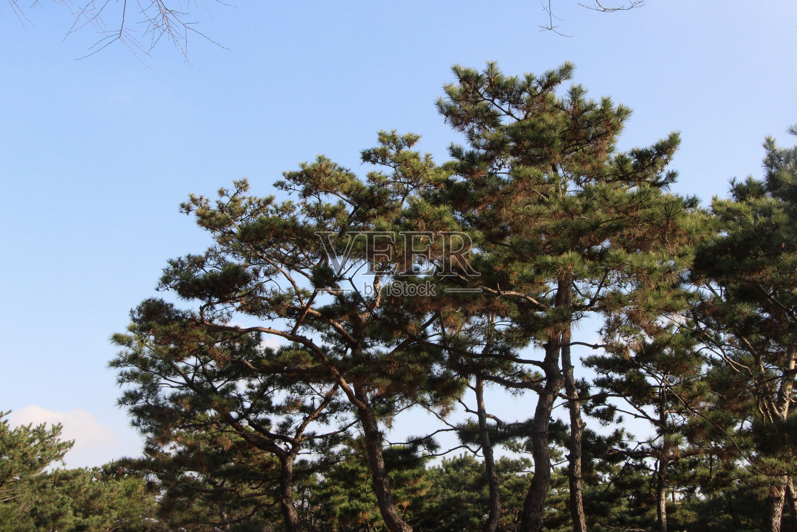 秋天的南山公园照片摄影图片