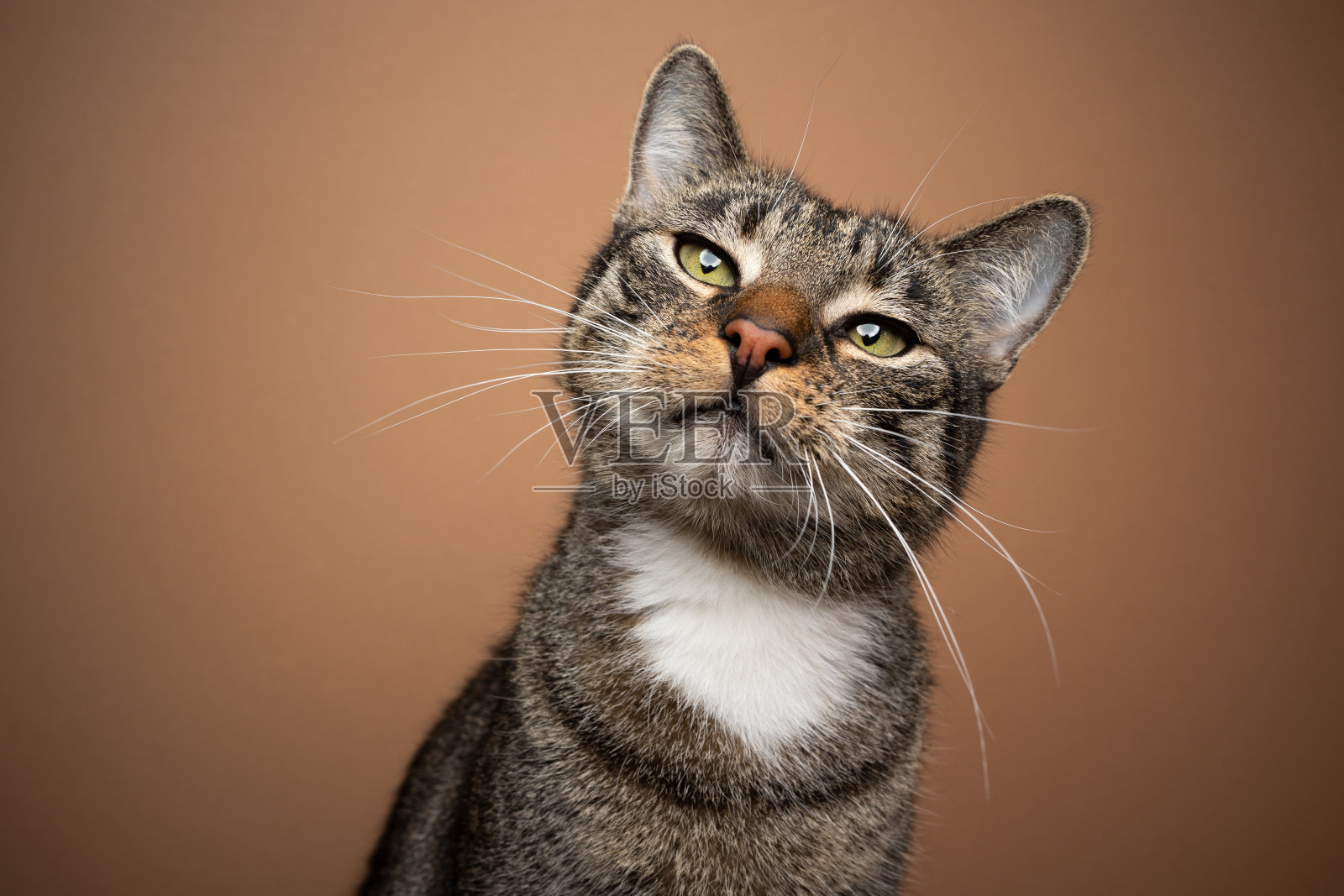 虎斑猫的肖像在棕色的背景上好奇地看着相机照片摄影图片