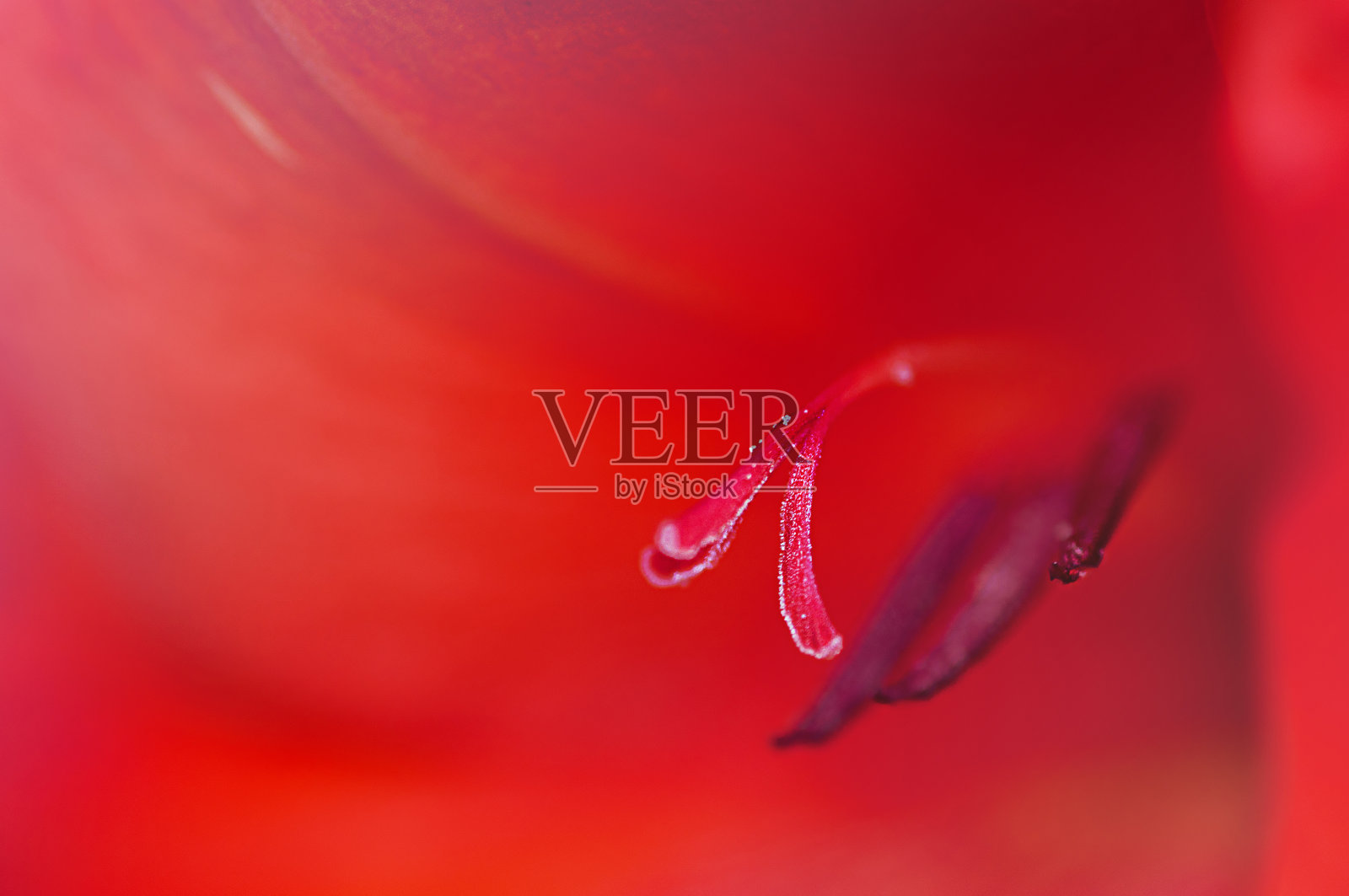 红色剑兰微距照片照片摄影图片