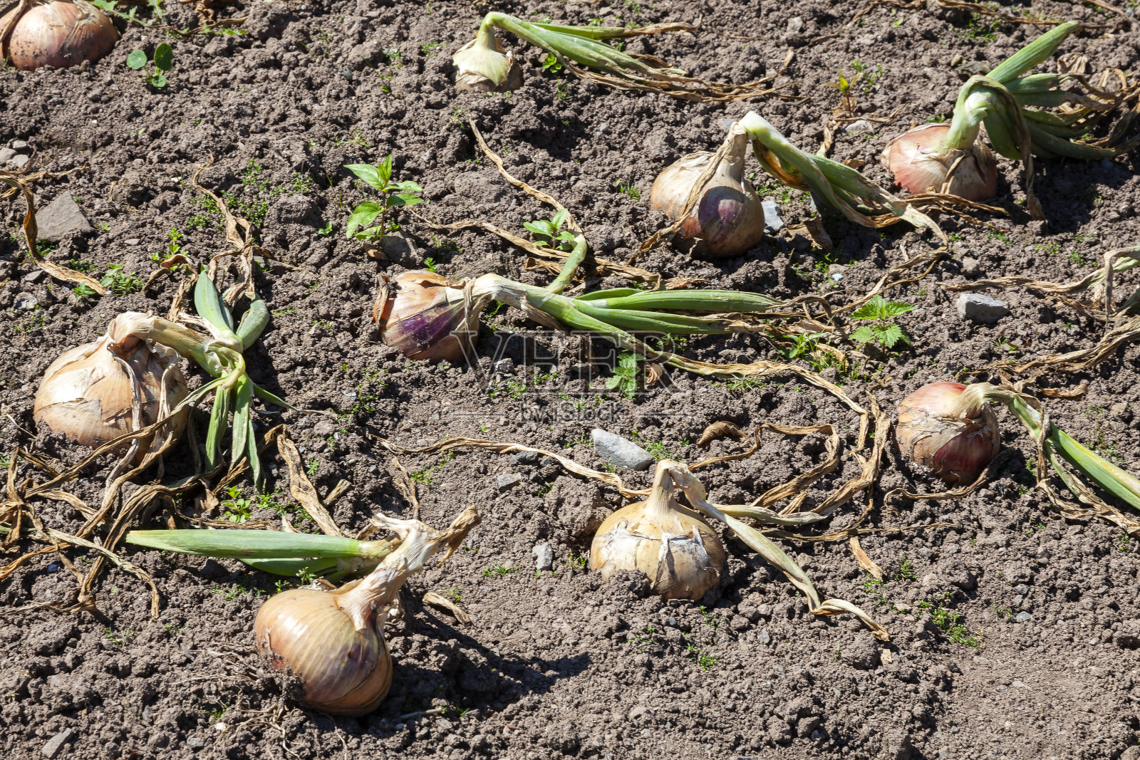 洋葱(洋葱)“罗斯科夫”洋葱圈照片摄影图片