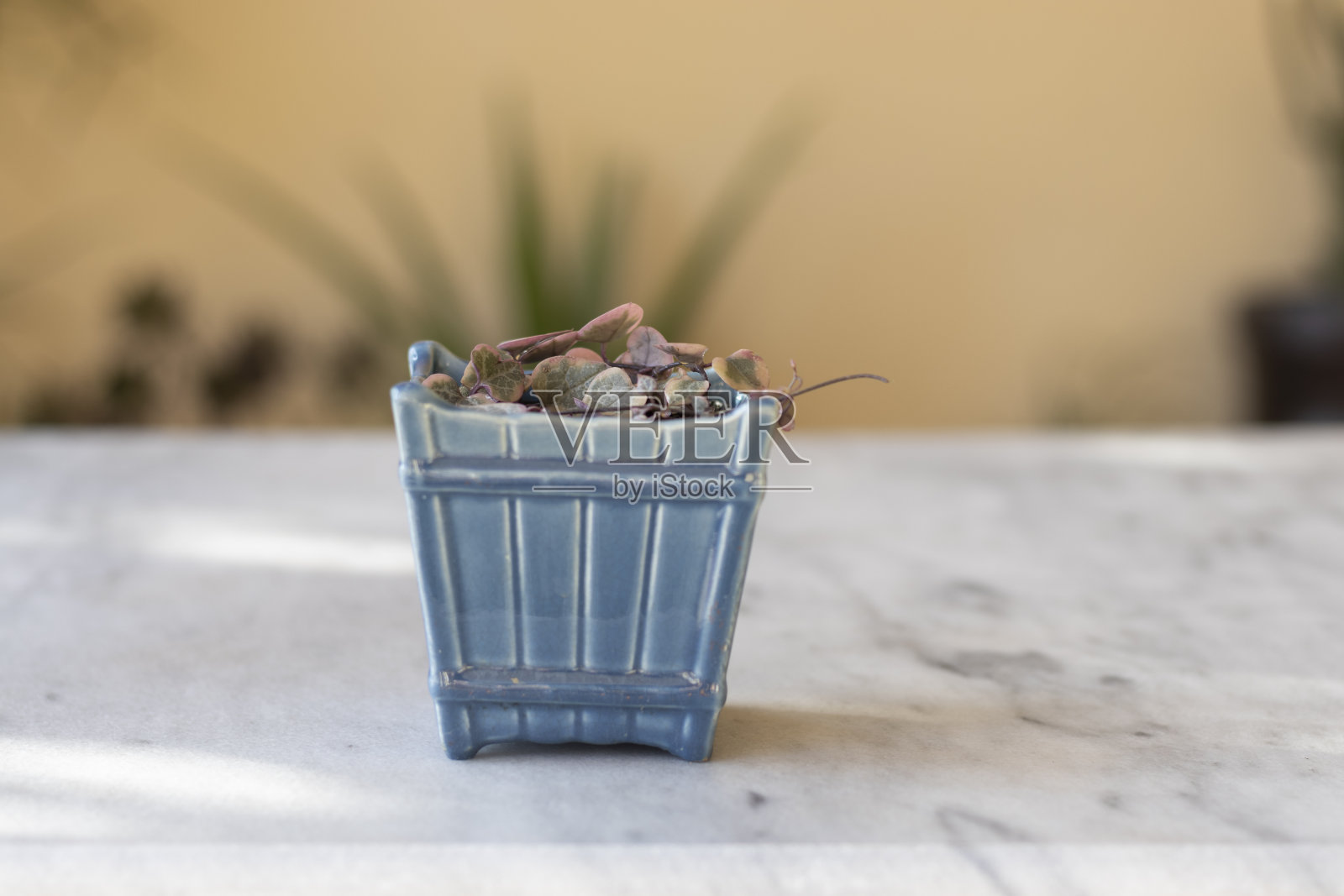 心形串或心形链植物杂色照片摄影图片