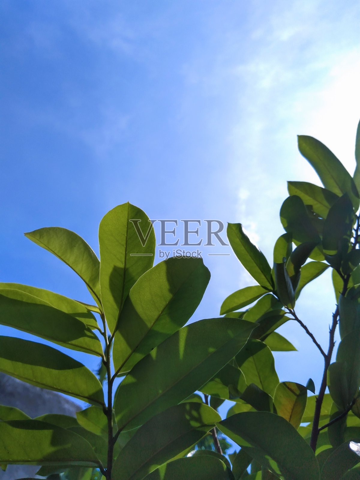 20、枝头长得茂盛，郁郁葱葱增添了美丽照片摄影图片