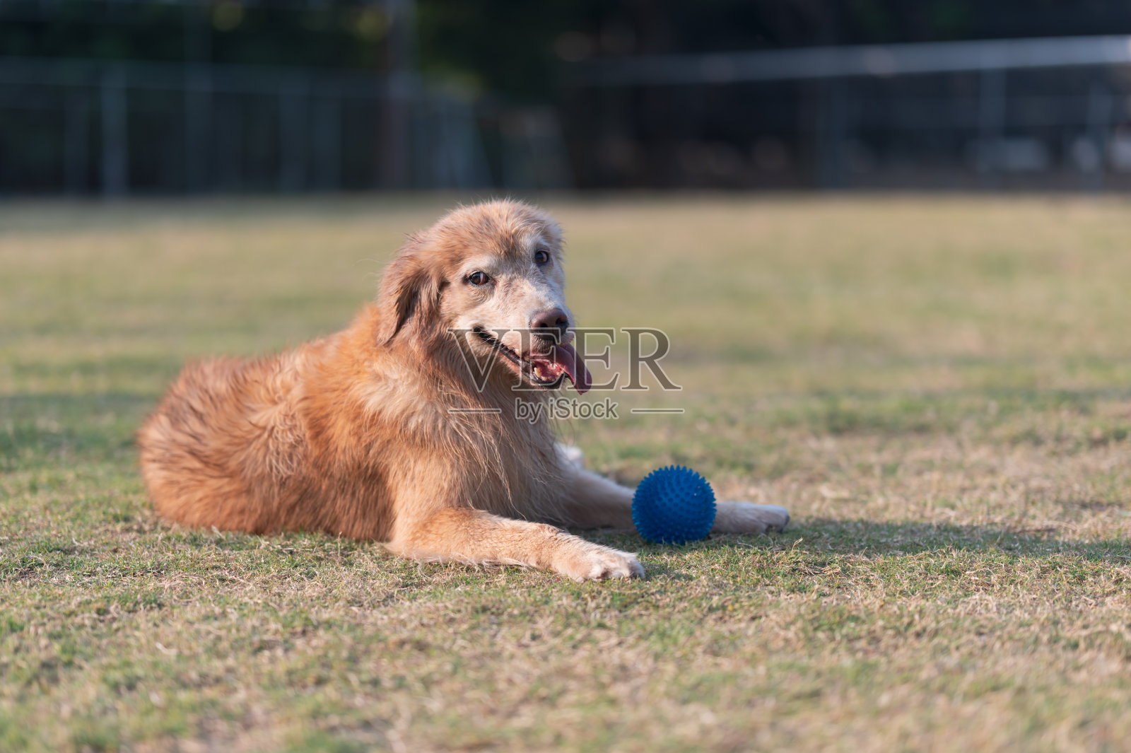躺在草地上的金毛寻回犬照片摄影图片