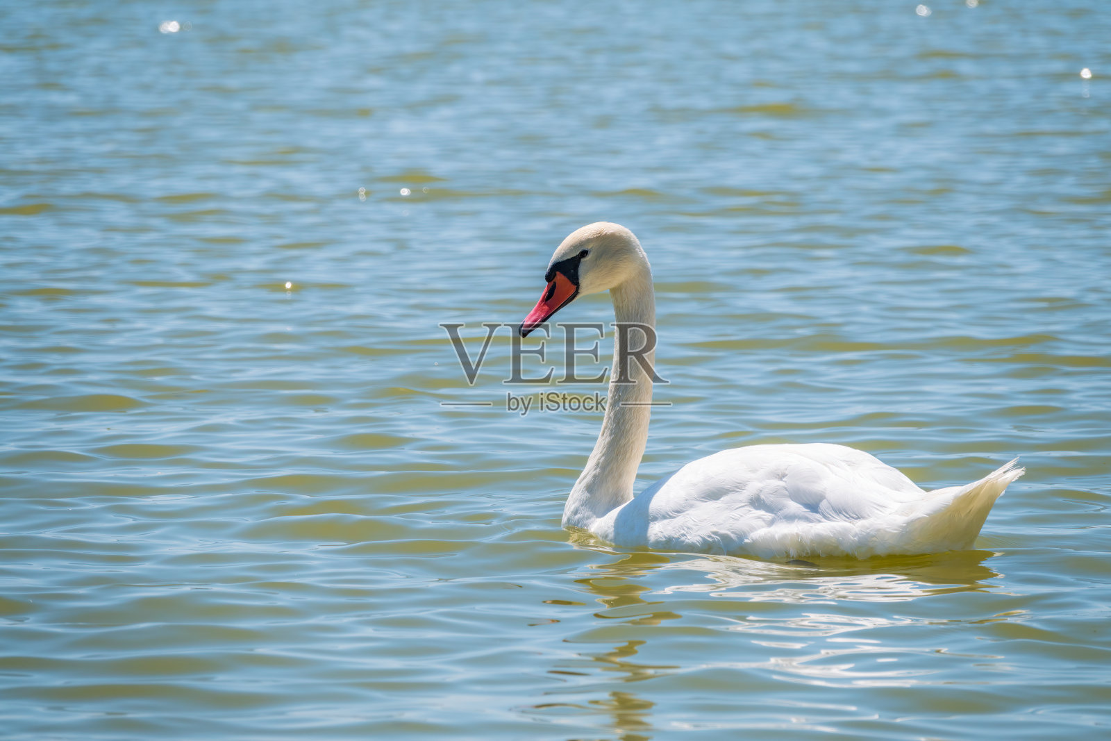 优美的白天鹅在湖中游弋，天鹅在野外遨游。一只白天鹅在湖上游泳的肖像。照片摄影图片