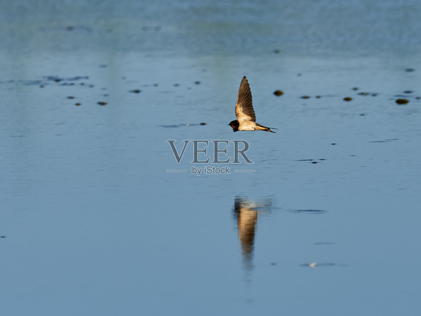 鸟照片摄影图片