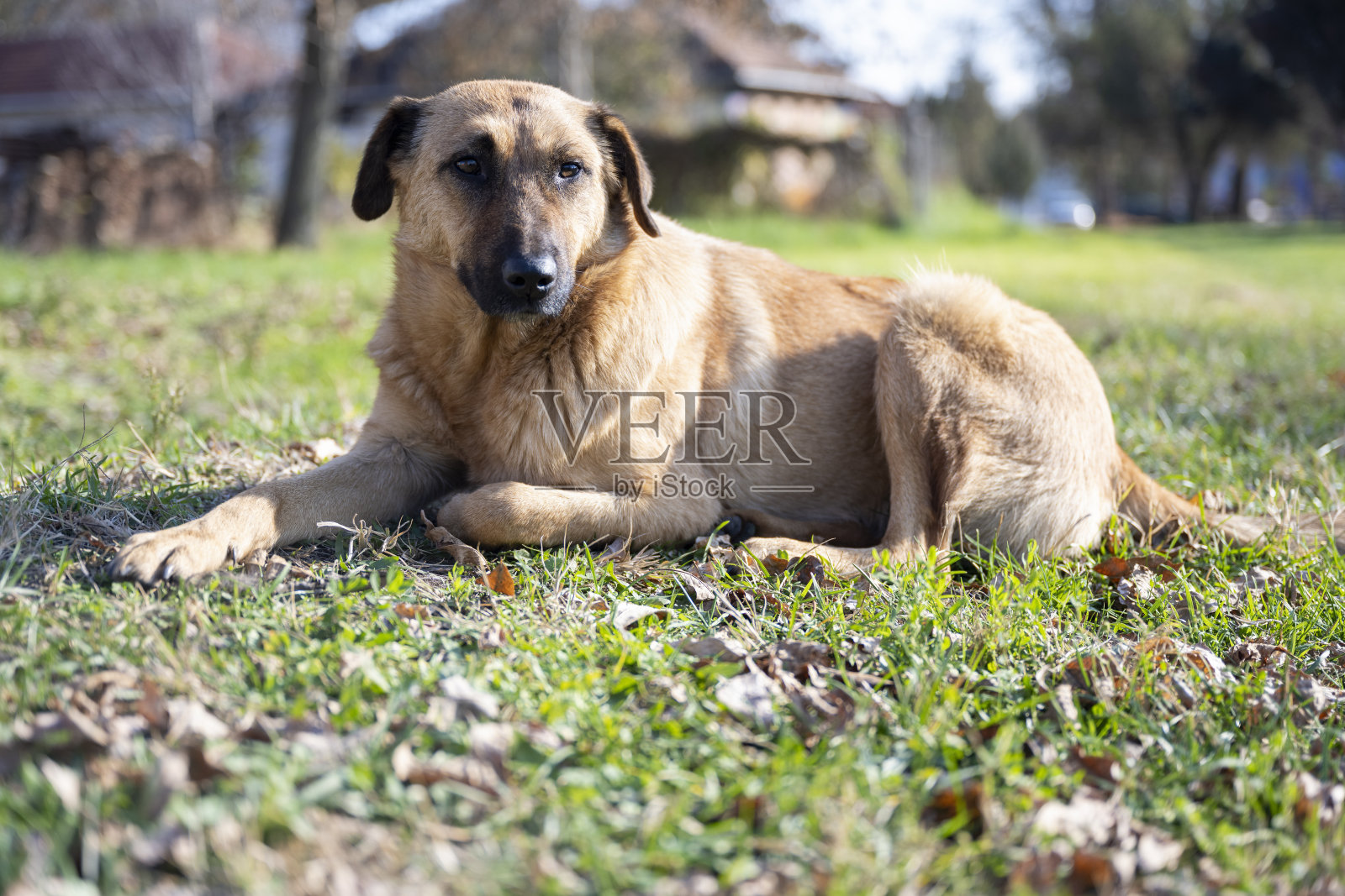 一只悲伤的狗躺在草地上。照片摄影图片