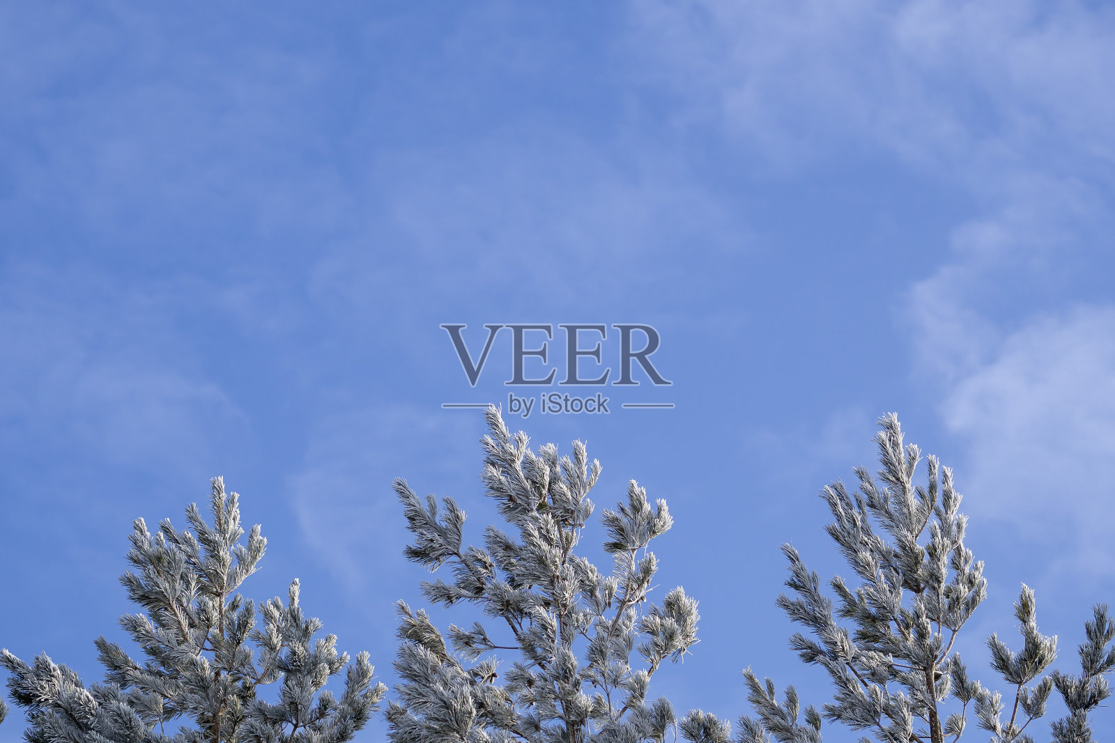 在蓝天的映衬下，松树的树梢上结满了霜。冬天的风景。照片摄影图片