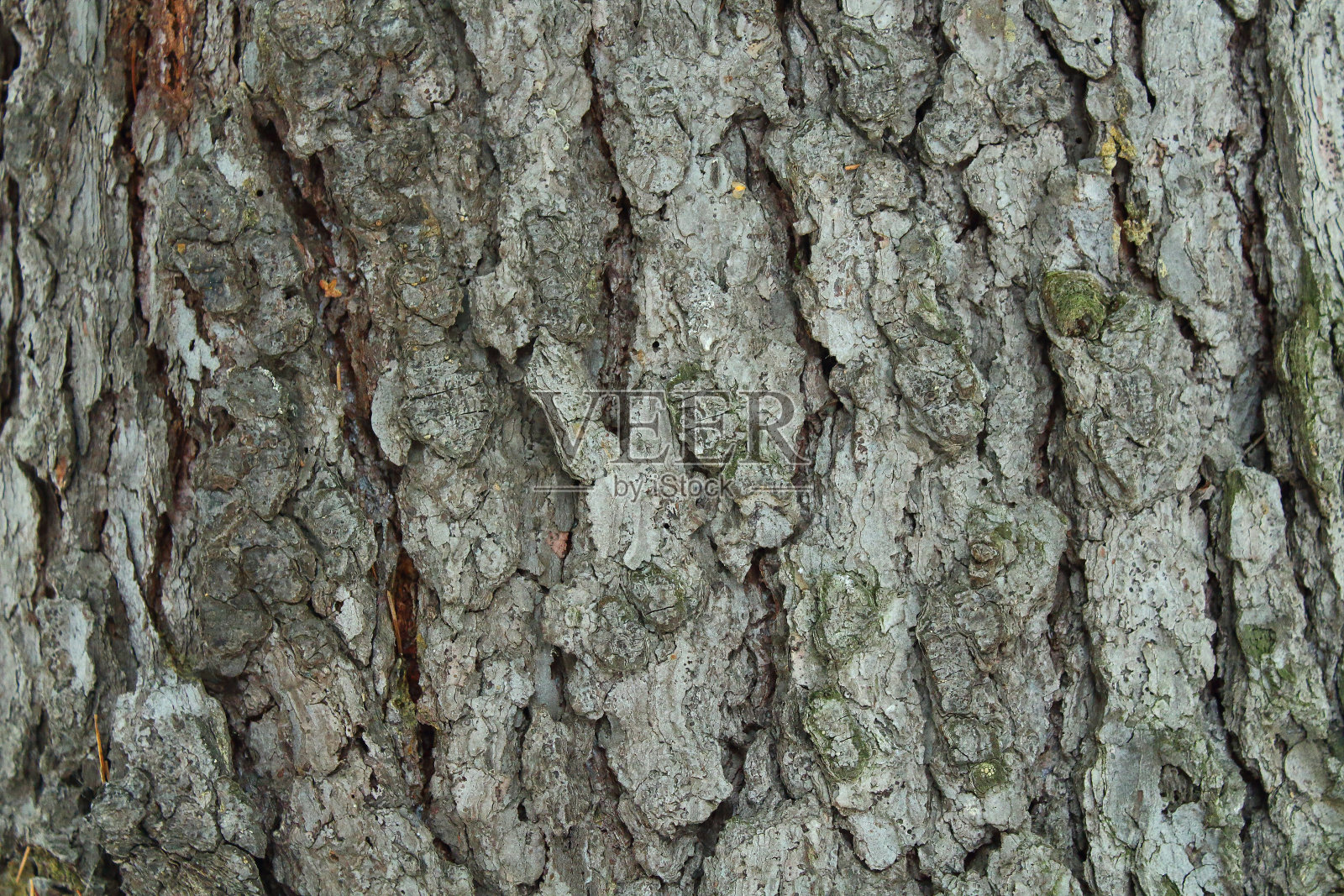 靠近松树皮。背景。纹理。照片摄影图片