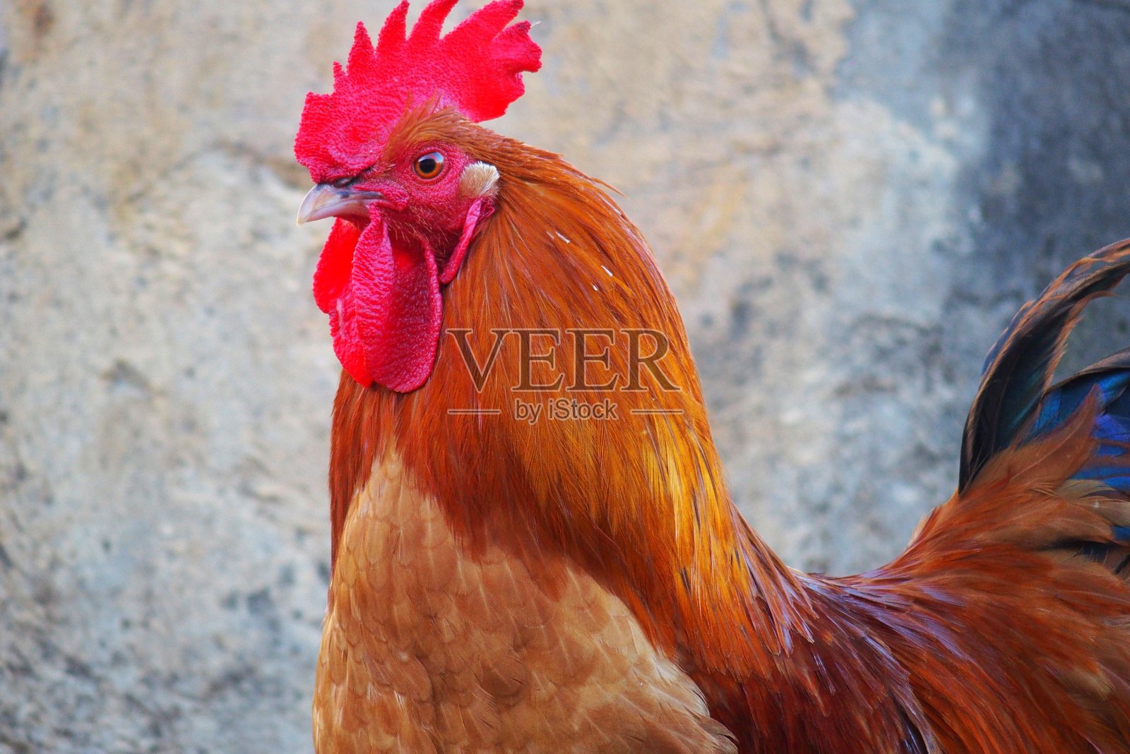 农场里漂亮的公鸡照片摄影图片