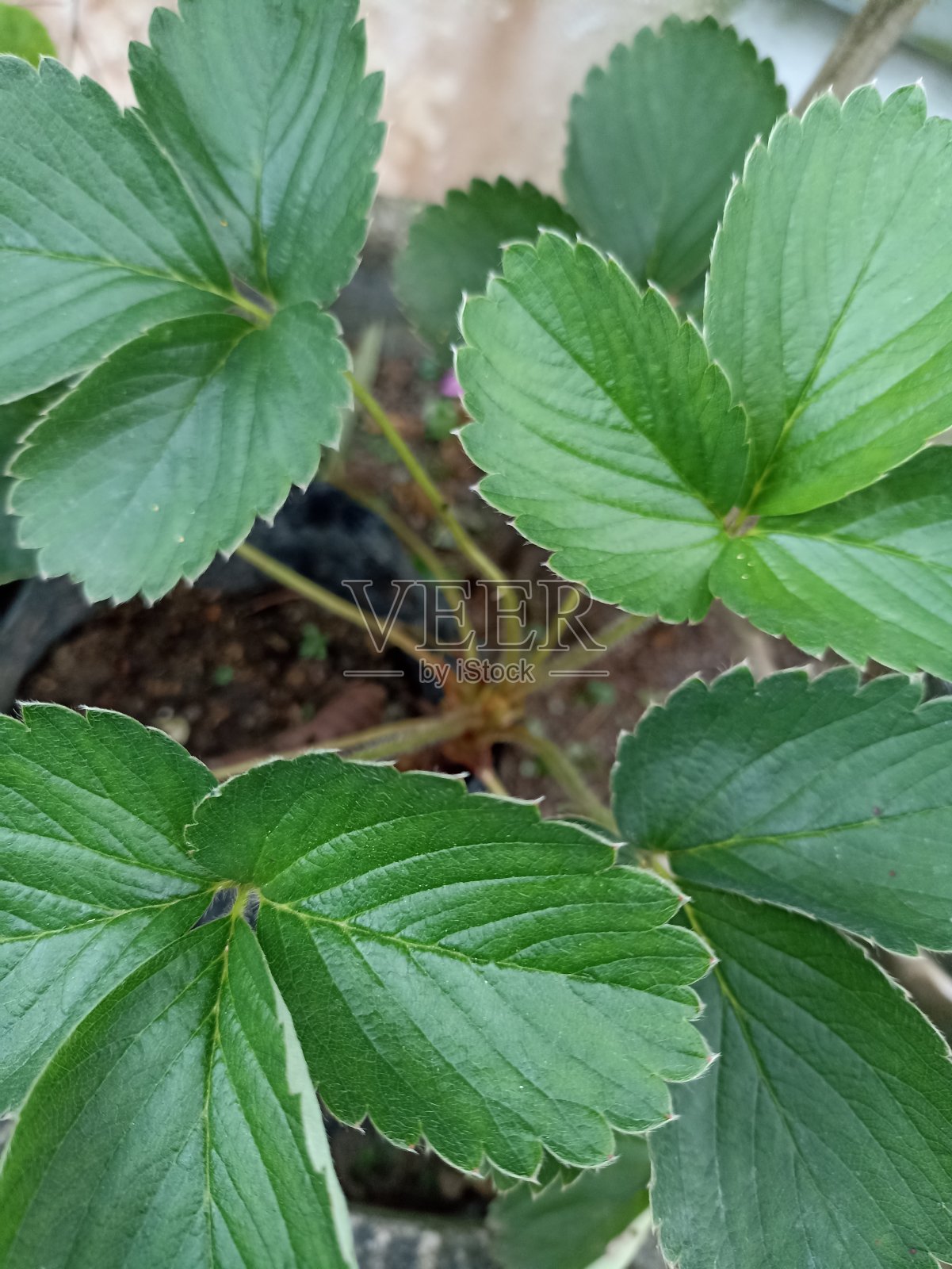 草莓的叶子照片摄影图片