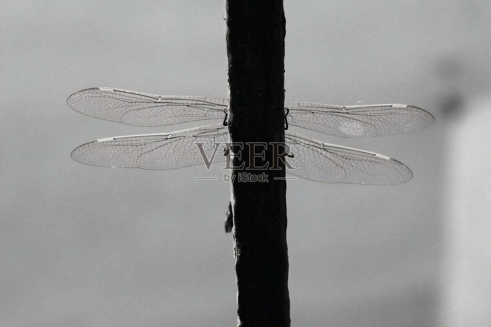 蜻蜓的翅膀照片摄影图片