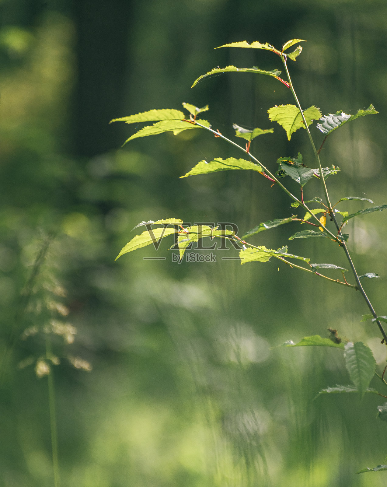 自然之美照片摄影图片