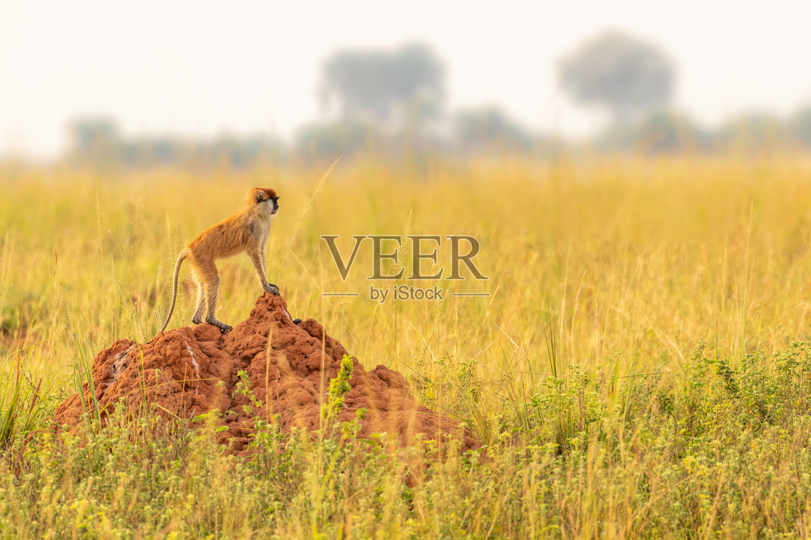 乌干达默奇森瀑布国家公园，帕塔斯猴或骠骑兵猴在美丽的晨光中寻找危险。照片摄影图片