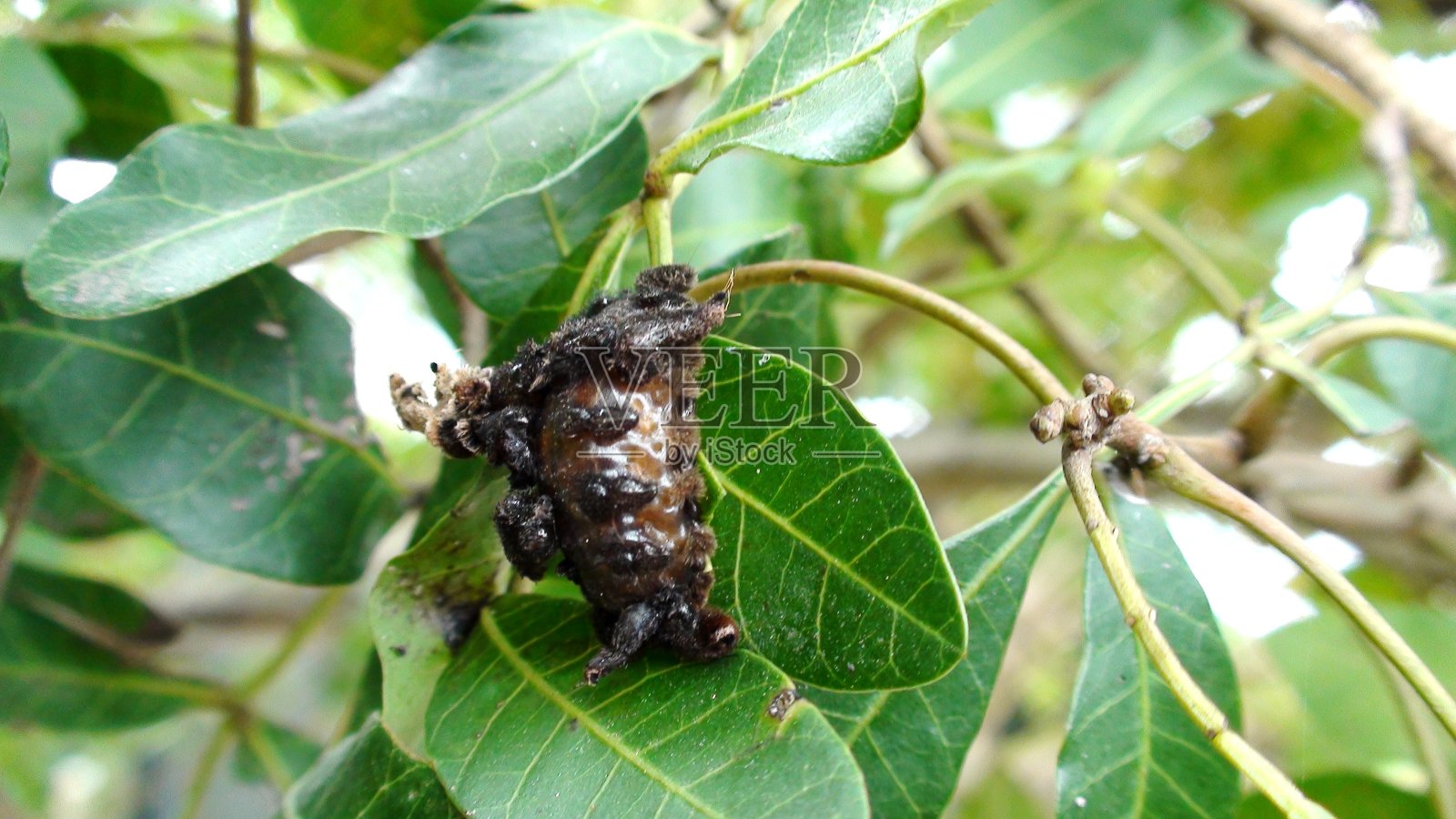 卡特彼勒昆虫(幼虫)照片摄影图片