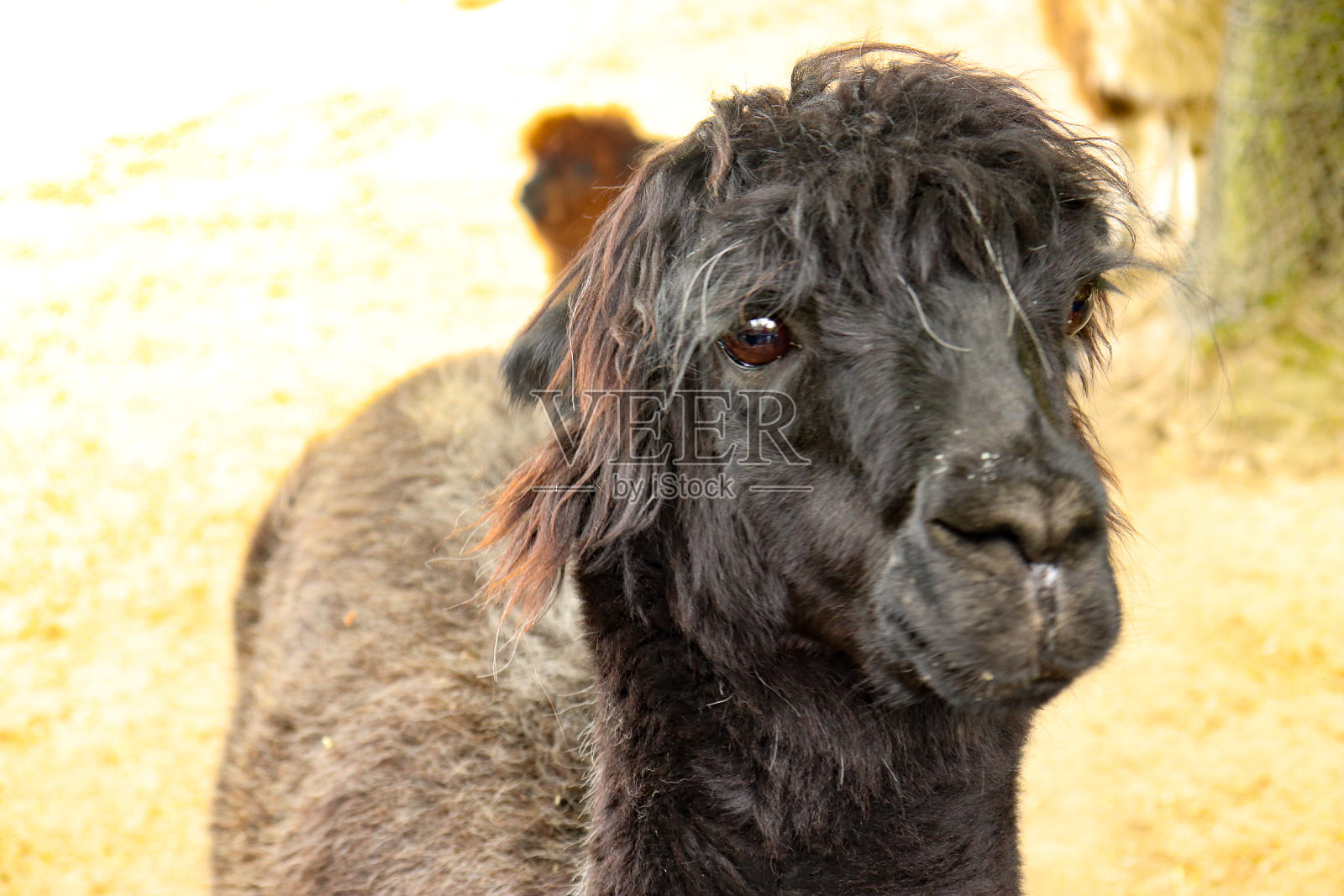 羊驼照片摄影图片