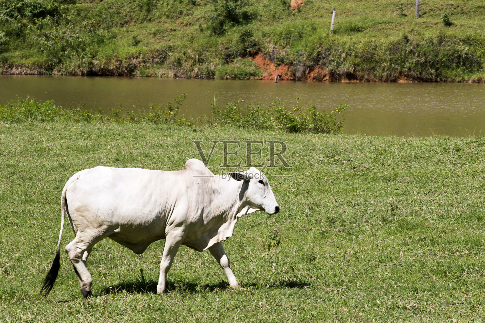 Nelore牛在绿色草地上的特写照片摄影图片