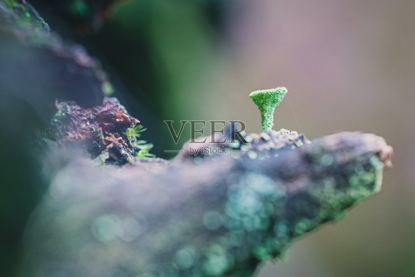 克拉多花，淡绿色的小结构，呈蘑菇状，生长在秋天森林的腐木上照片摄影图片