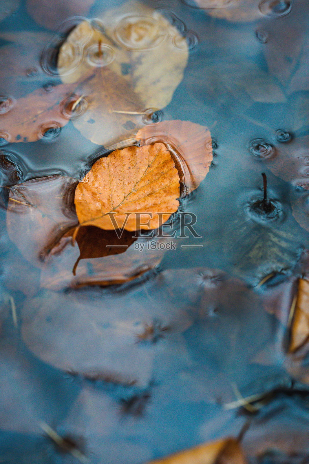 雨坑里五颜六色的秋叶照片摄影图片