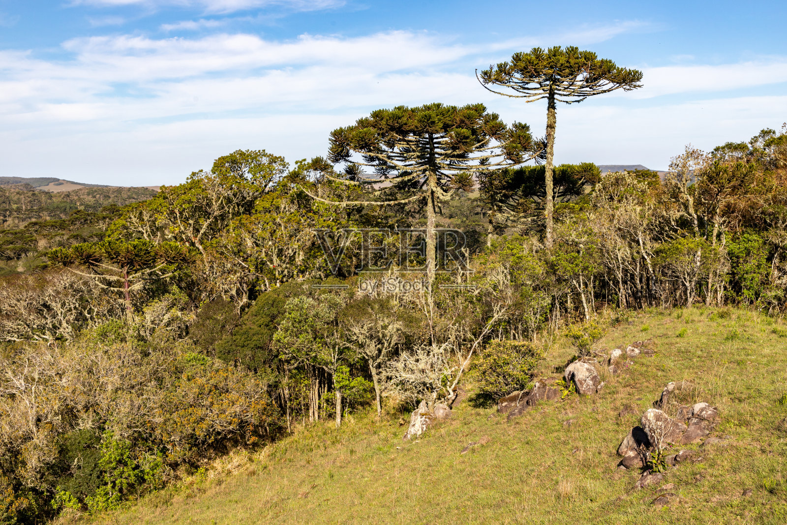 阿劳卡利亚森林和岩石照片摄影图片