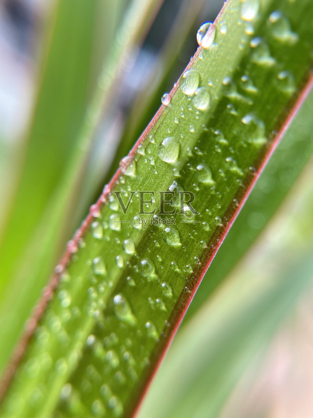 带有水滴的蜘蛛植物的微距镜头照片摄影图片